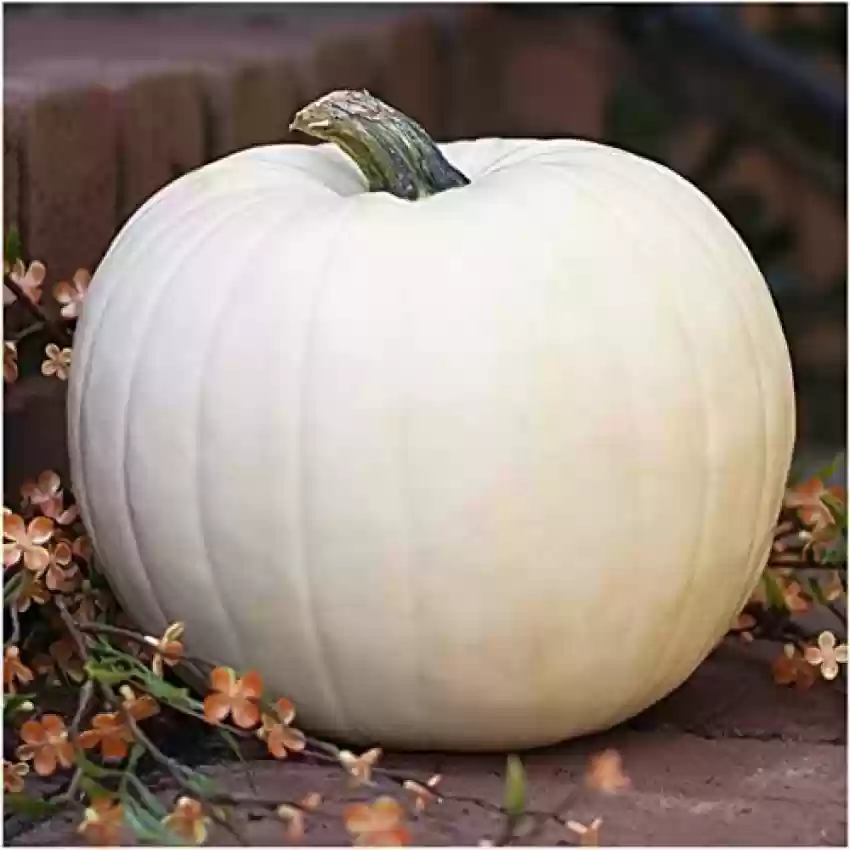 50 vlr 458 lumina white pumpkin cucurbita maxima 50 seeds vibex original imaggs5ghfhpkxg7