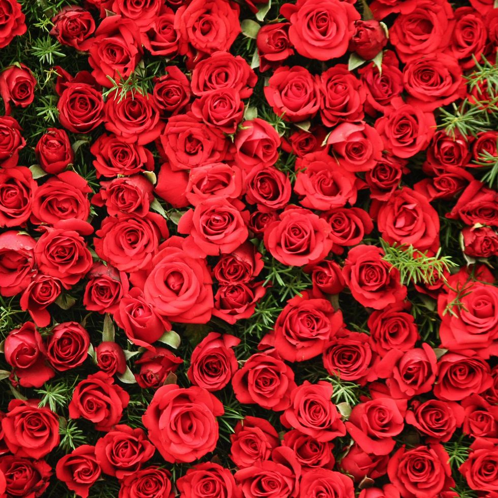 bunch of roses as a bed royalty free image 964650398 1554826447