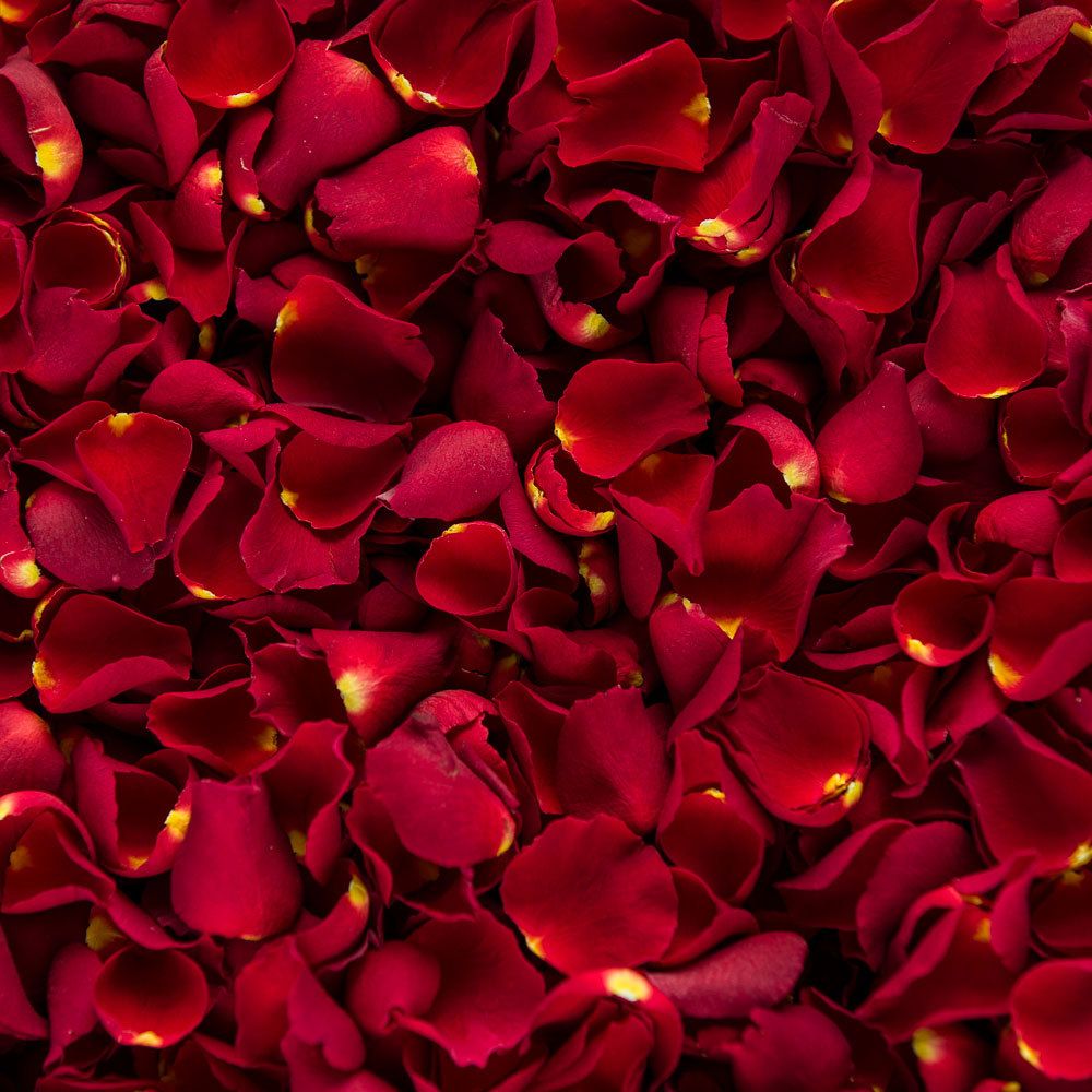 rad rose petals