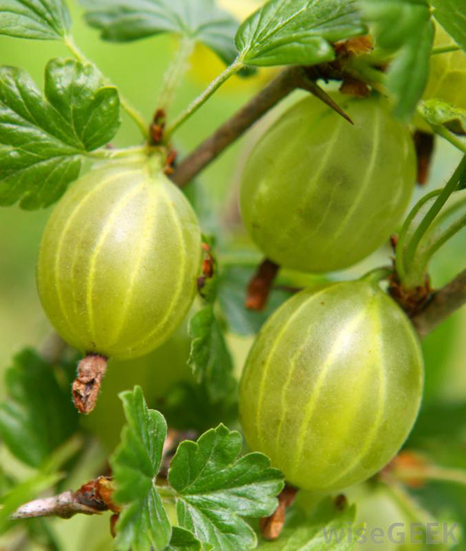 triphala herbal plant